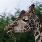 Girafe attentive